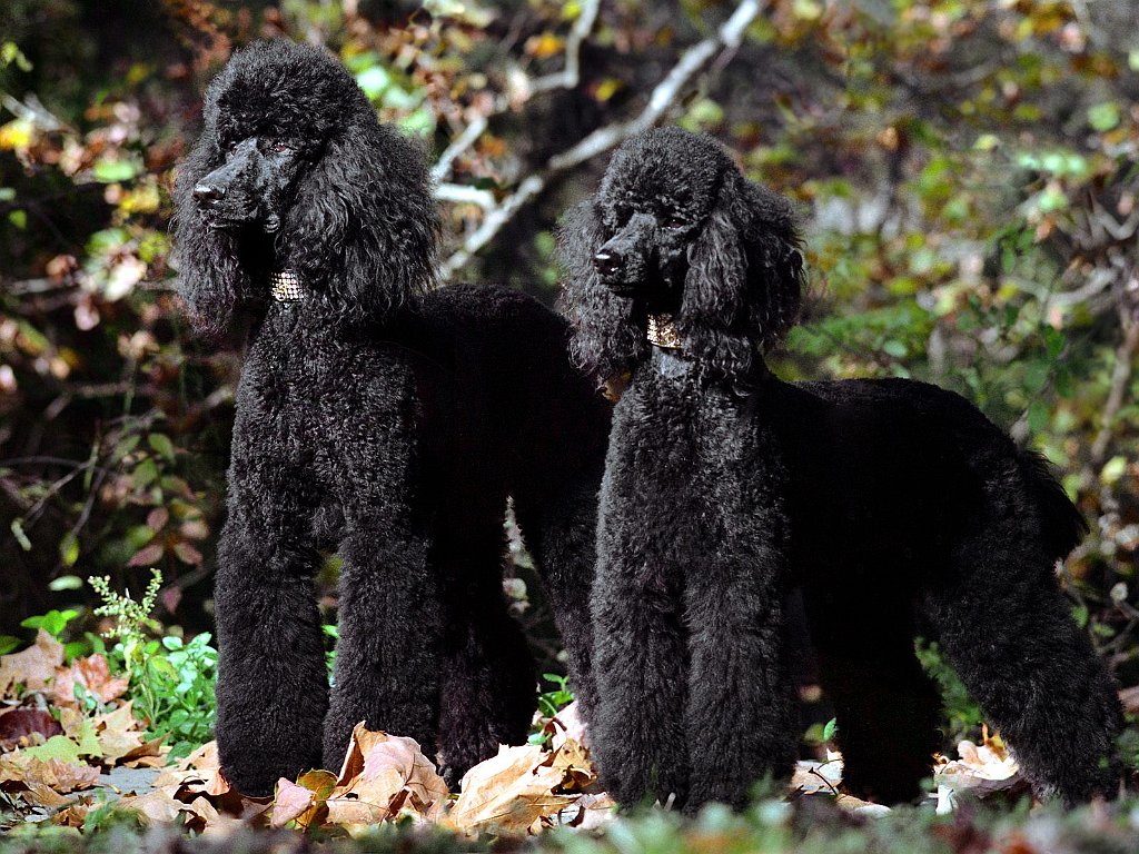 A Brace of Black Standard Poodles